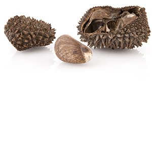 Tagua Abrasive